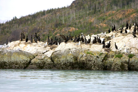 Cormorants on Sea Rock photo