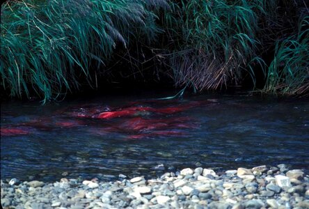 Oncorhynchus Nerka red red salmon photo