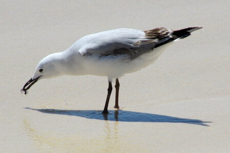 Seagull at the Beach photo