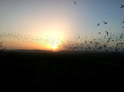 Bats flying into Texas sunset photo