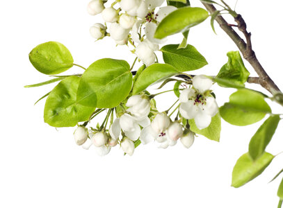 white flowers