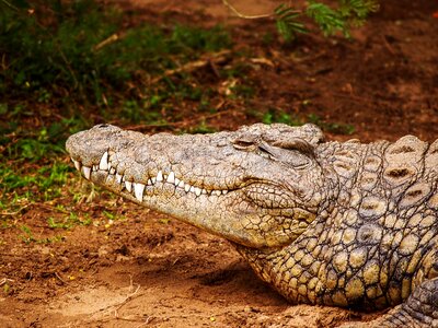 Predator crocodile aligator photo