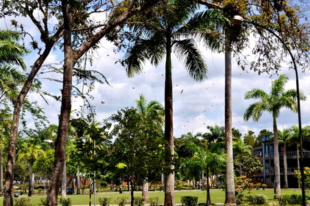 Palm park trees