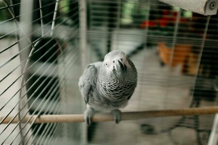 Parrot grey pet photo