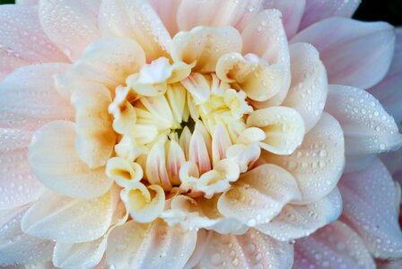 Floral blossom petal photo