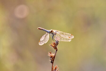 Dragonfly summer season sunrays