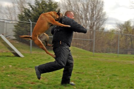 Canine training jumping photo