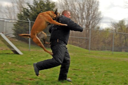 Canine training jumping