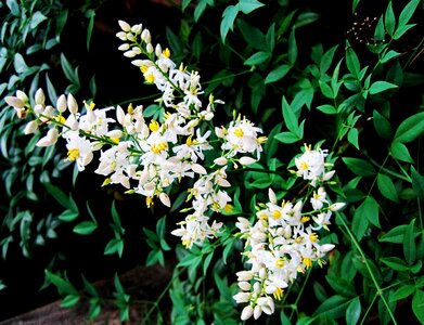 White twig of flowers flower