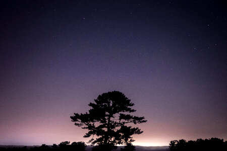 Tree under the purple night sky photo