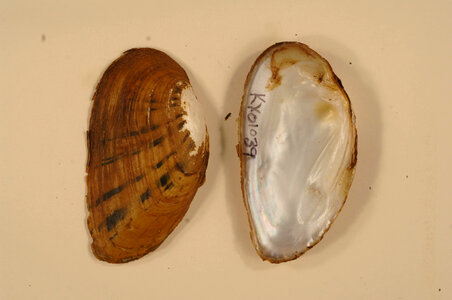 Ptychobranchus fasciolaris-2