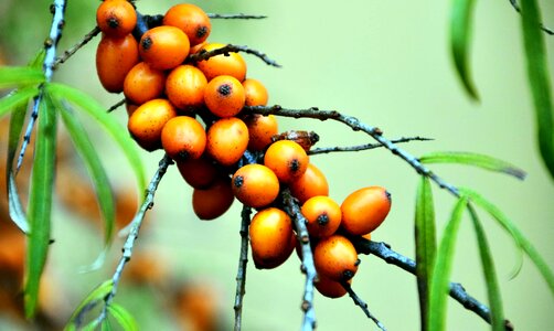 Berries berry branch