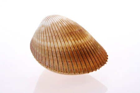 Seashell photo