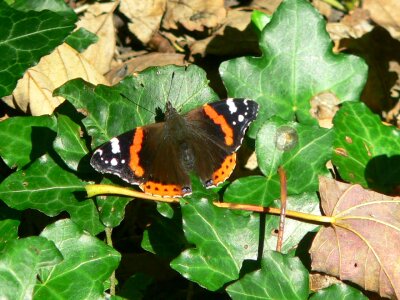 Fauna nymphalidae wings