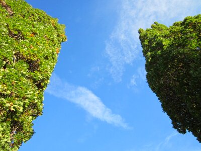 French oak trees botany photo