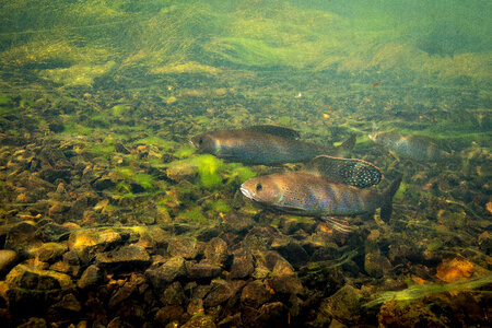 Arctic grayling-4