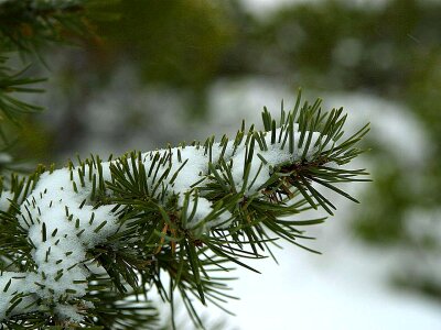 Snow conifers snowy photo