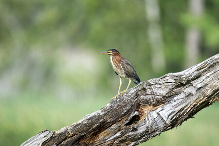 Heron on a log