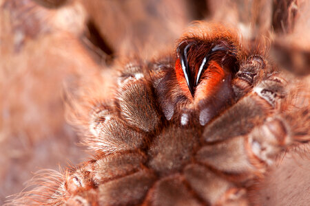 Spider Macro
