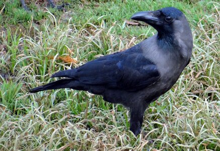 Indian greynecked crow india fly photo