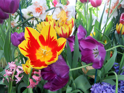 Purple and yellow and orange flowers
