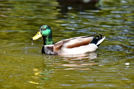 Beak duck mallard