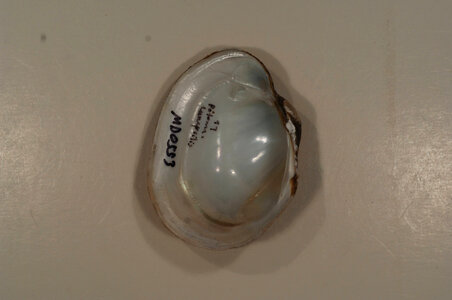Lampsilis radiata radiata (inside)