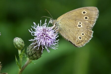 Butterflies brown forest bird insect