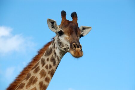 Nature wildlife animals