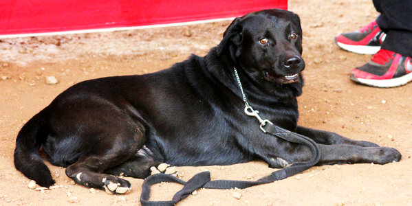 Labrador Black Dog photo
