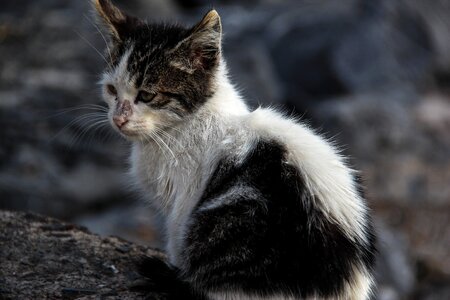 Stray cat black and white animal photo