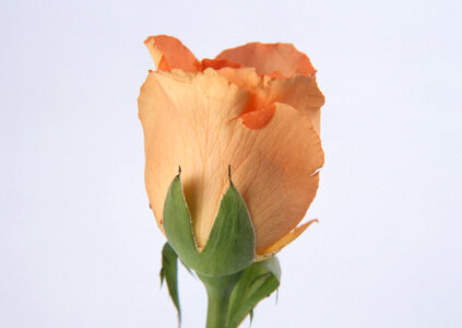 Single beautiful orange rose close-up photo