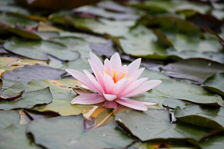 Aquatic beautiful flowers beautiful photo
