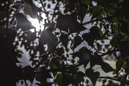 Sun Through Poplar Tree Leaves photo