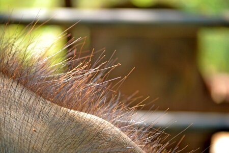 Hard hair elephant skin animal