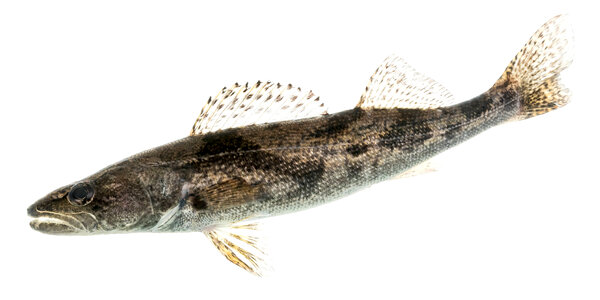 Sauger-1 photo