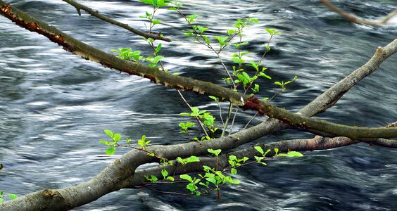 Branch leaves river photo