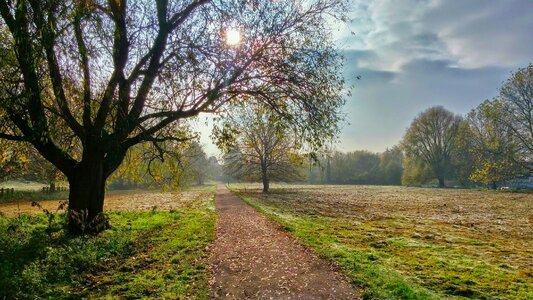 Track trees weather photo