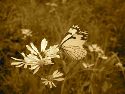 Nature animal insect