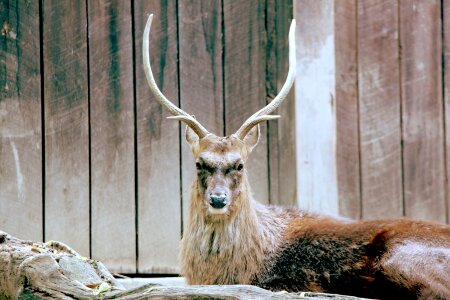 Sika deer noble animal photo