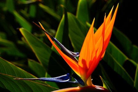 Beautiful beautiful flowers beautiful photo