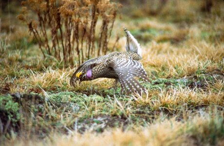 Bird Centrocercus urophasianus male