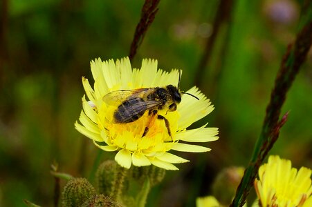 Animal arthropod beautiful flowers