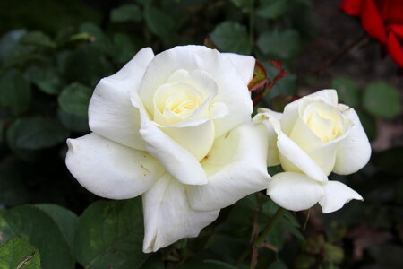 Deep white rose blossoms photo