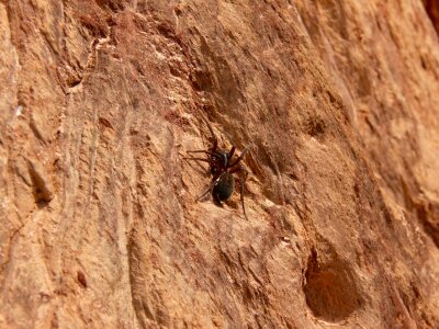 Habitat rocks arthropods