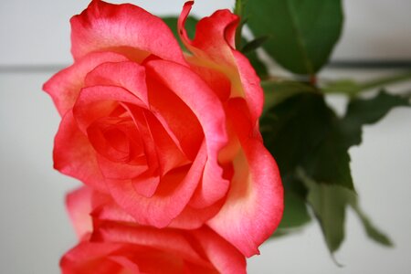 Blossom bloom red rose