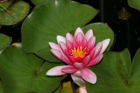 Pond blossom floral photo