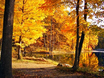 Autumn branch environment