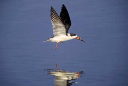 Bird black calm