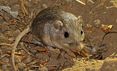 Pacific Pocket mouse